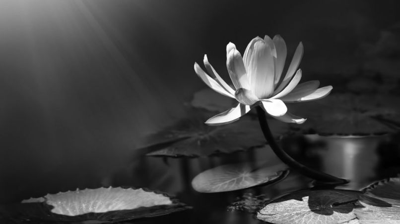 Những hình nền đen trắng - Hình số 8