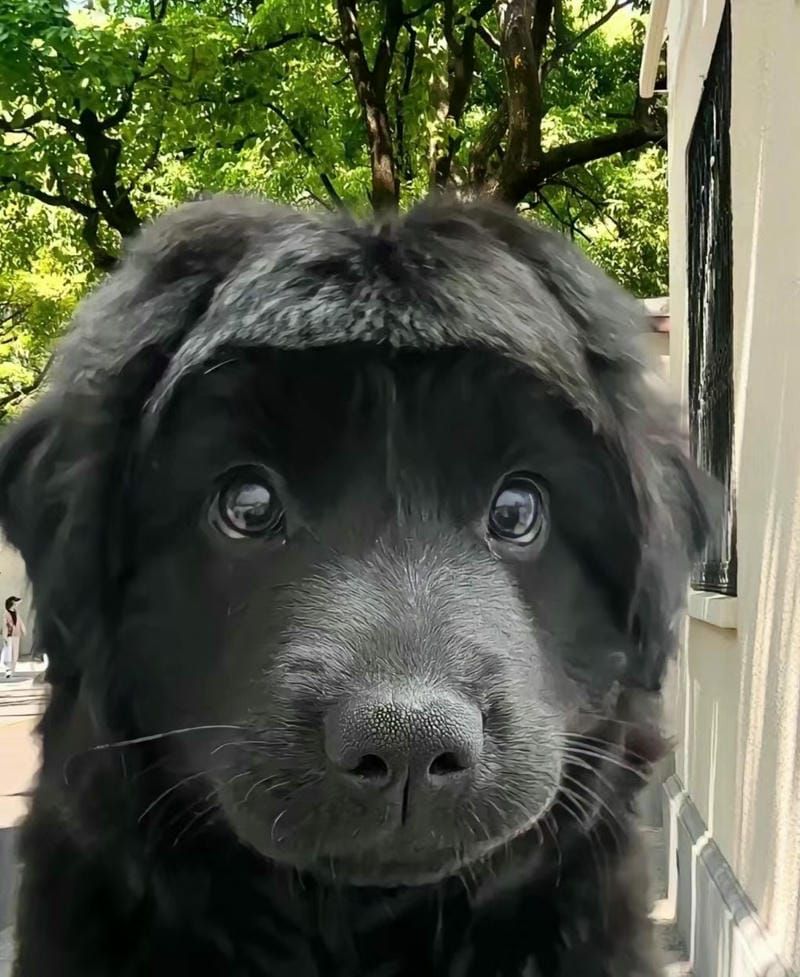 Những hình nền cute vô tri - Hình số 8