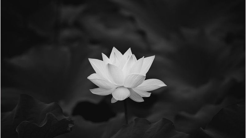 Những hình nền đen buồn - Hình số 6