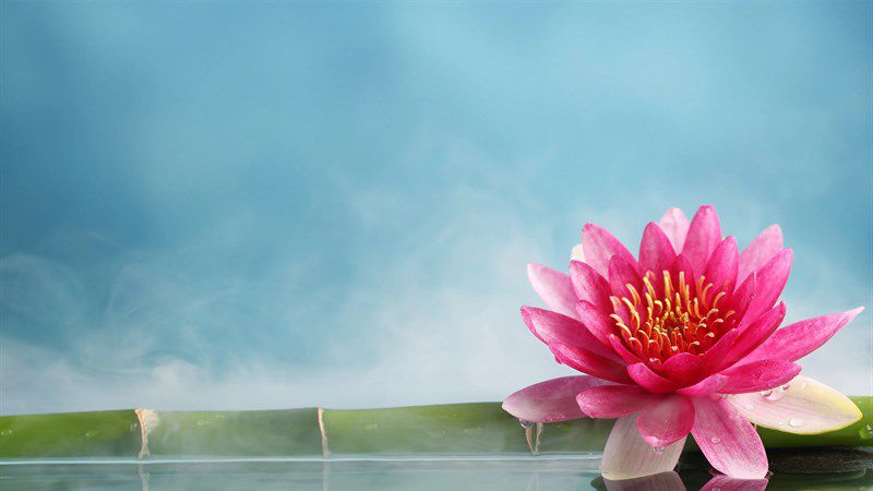 Tổng hợp hình nền hoa sen 3d- Hình số 4