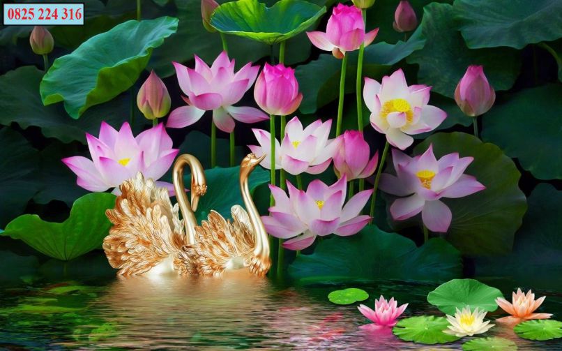 Những hình nền hoa sen mệnh kim- Hình số 2