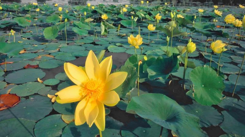 Những hình nền hoa sen mệnh kim- Hình số 5