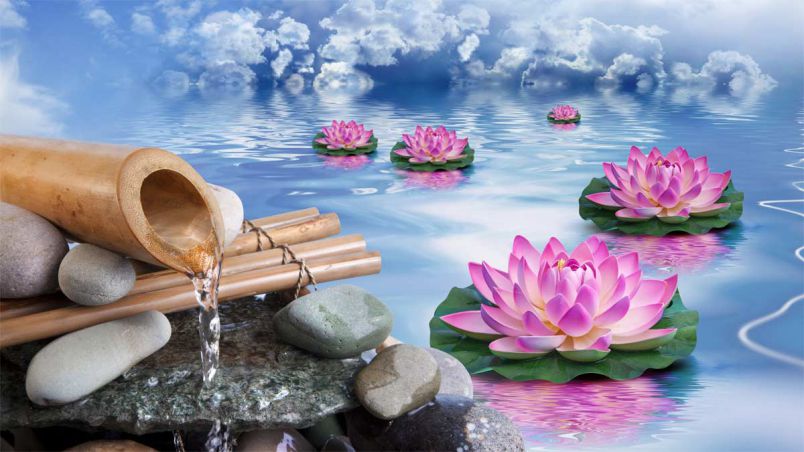 Tổng hợp hình nền hoa sen tím- Hình số 9