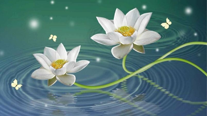 Tổng hợp hình nền hoa sen tím- Hình số 10