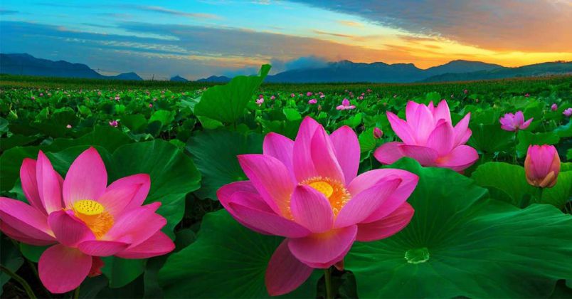 Tổng hợp hình nền hoa sen tím- Hình số 1
