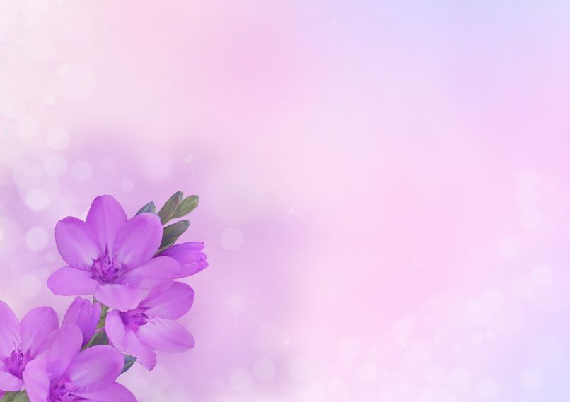 Tổng hợp hỉnh nền tím nhạt trơn - Hình số 8