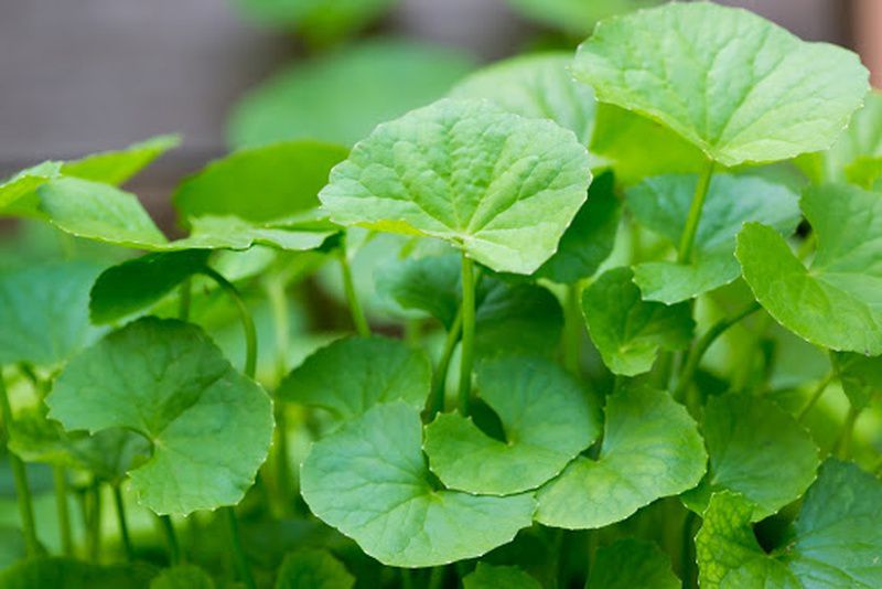 Những hình nền màu xanh lục - Hình số 9