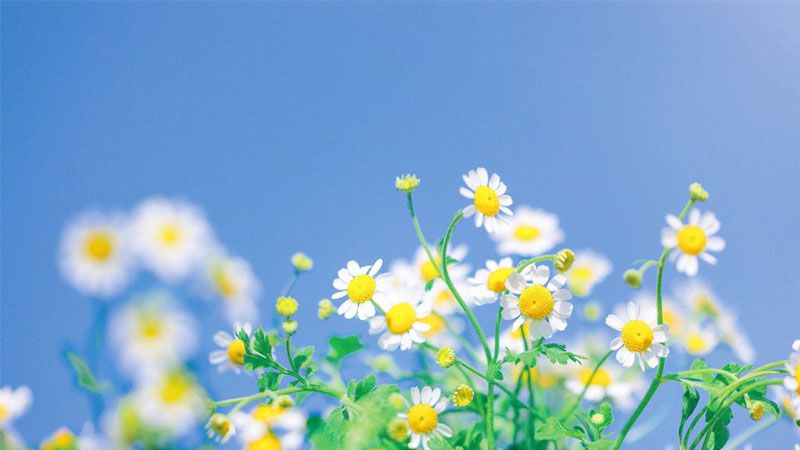 Tổng hợp hình nền màu xanh nhạt - Hình số 5