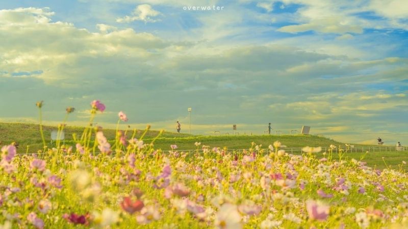 Những hình nền máy tính chill hoa - Hình số 3