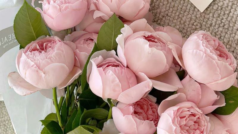 Những hình nền hoa mẫu đơn hồng - Hình số 5