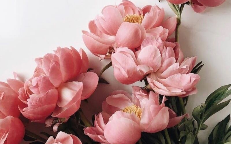 Những hình nền hoa mẫu đơn hồng - Hình số 9