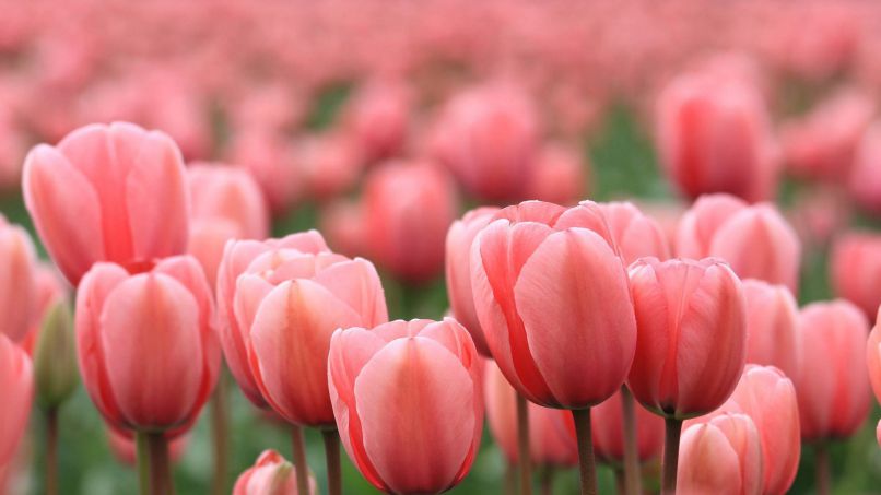 Những hình nền hoa tulip cho máy tính - Hình số 10