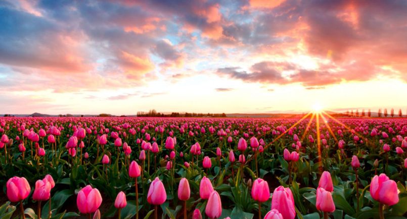 Những hình nền hoa tulip cho máy tính - Hình số 3