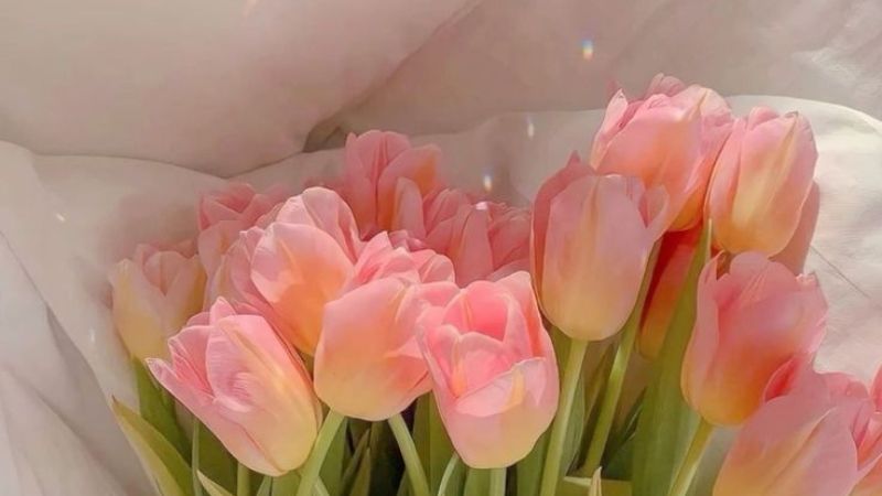 Những hình nền hoa tulip cho máy tính - Hình số 4