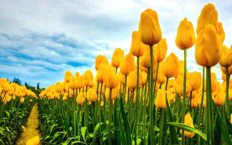 Những hình nền hoa tulip cho máy tính - Hình số 7