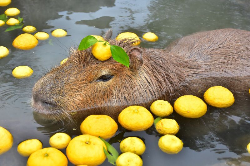Những hình nền máy tính 4k 1920x1080 capybara - Hình số 9