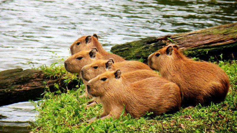 Những hình nền máy tính 4k 1920x1080 capybara - Hình số 5
