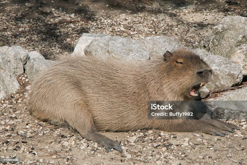 Những hình ảnh capybara vô tri vui nhộn - Hình số 3