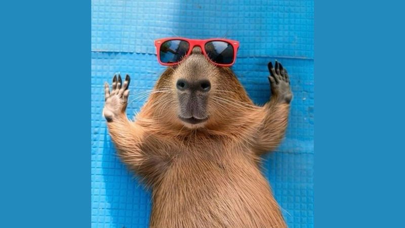 Những hình ảnh capybara vô tri vui nhộn - Hình số 4