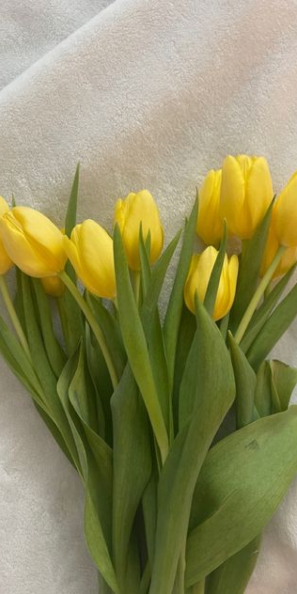 Những hình nền hoa tulip cho điện thoại - Hình số 1