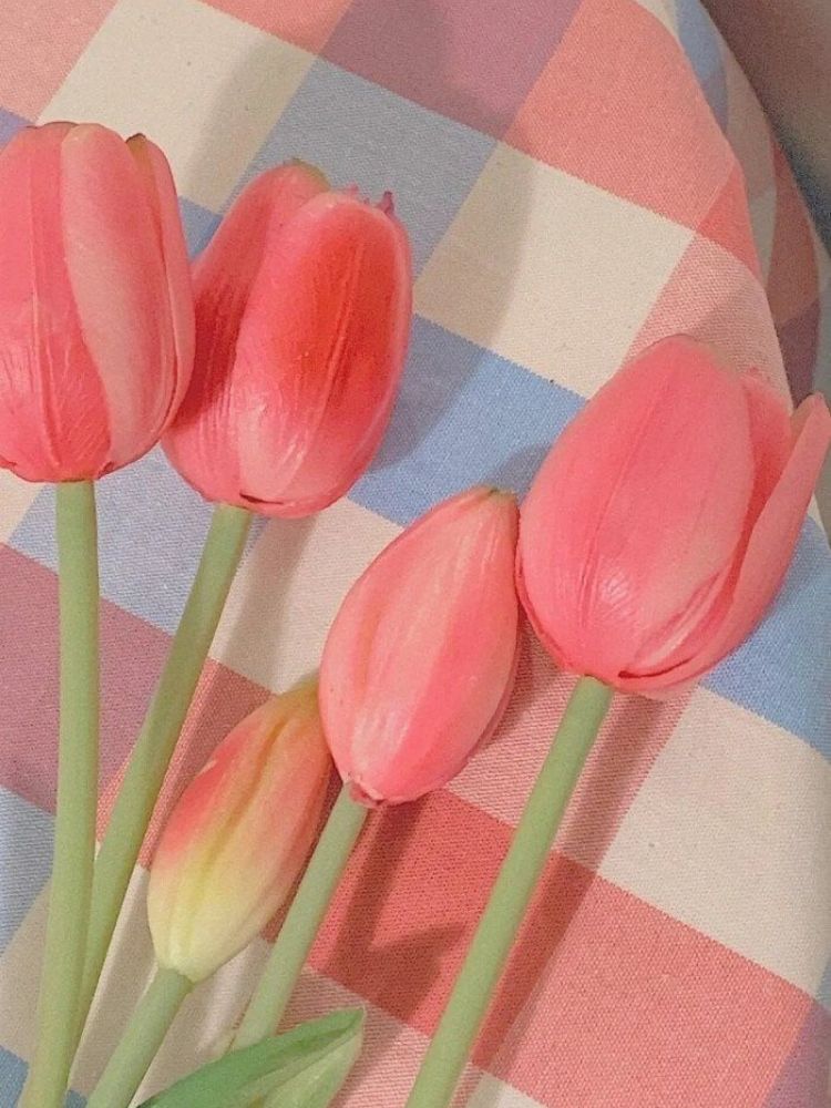 Những hình nền hoa tulip cho điện thoại - Hình số 7
