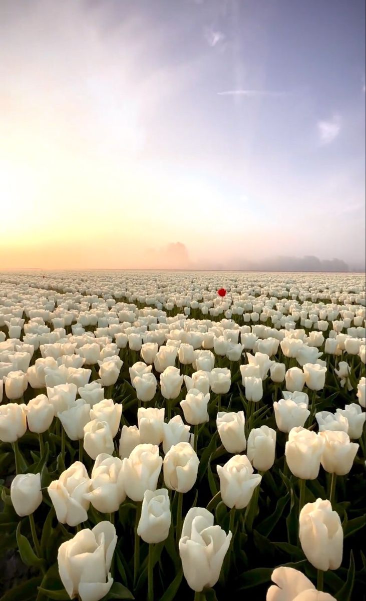 Những hình nền hoa tulip cho điện thoại - Hình số 5