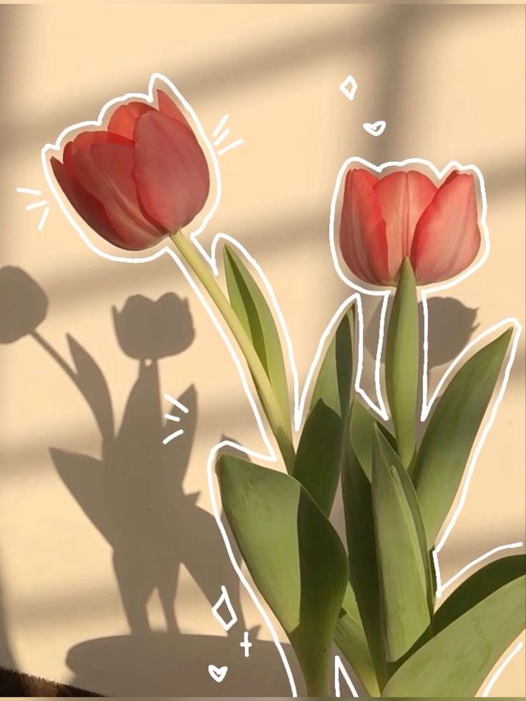 Những hình nền hoa tulip cho điện thoại - Hình số 2