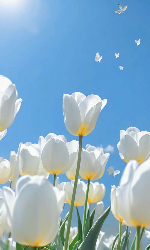Những hình nền điện thoại hoa tulip màu trắng - Hình số 8