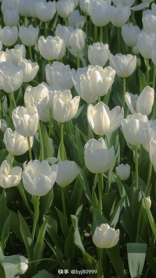 Những hình nền điện thoại hoa tulip màu trắng - Hình số 1