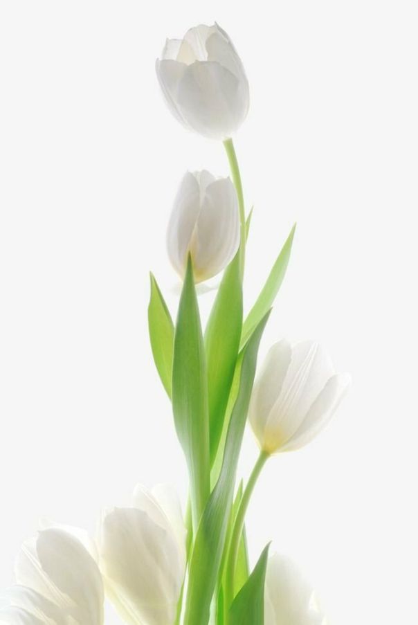 Những hình nền điện thoại hoa tulip màu trắng - Hình số 2