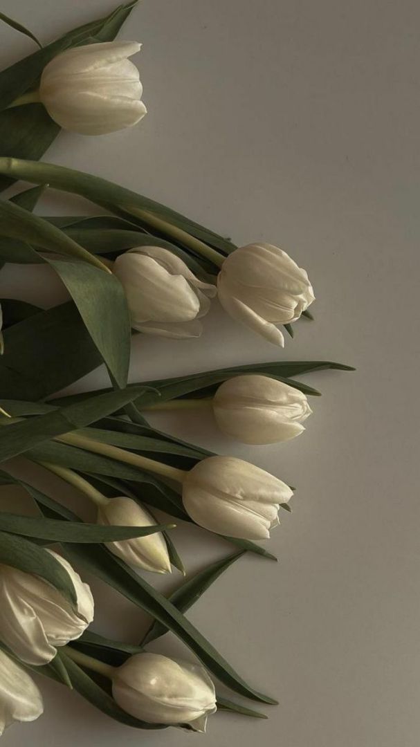 Những hình nền điện thoại hoa tulip màu trắng - Hình số 3