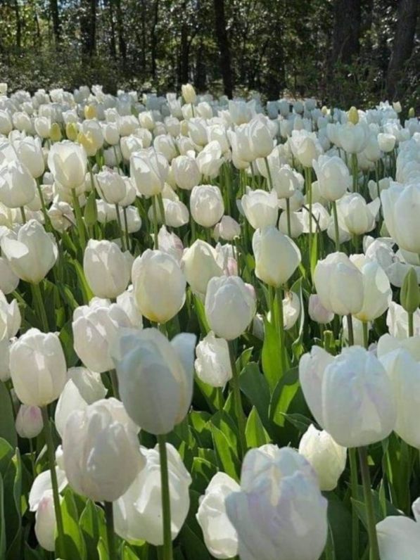 Những hình nền điện thoại hoa tulip màu trắng - Hình số 4
