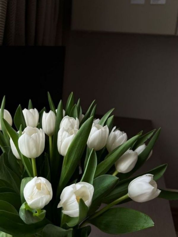 Những hình nền điện thoại hoa tulip màu trắng - Hình số 5