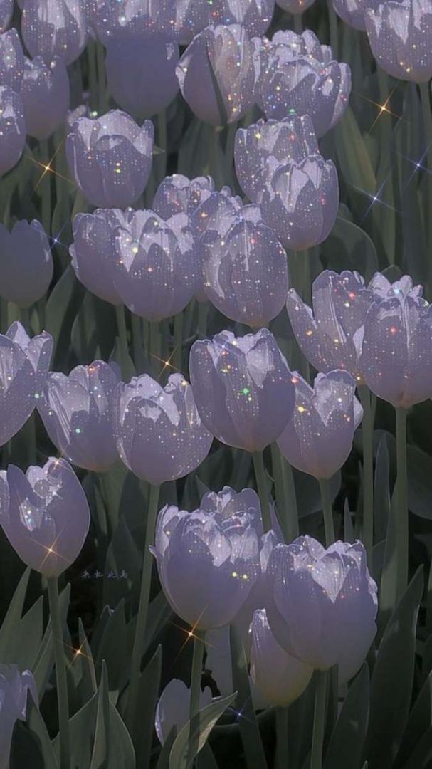 Những hình nền điện thoại hoa tulip màu trắng - Hình số 7