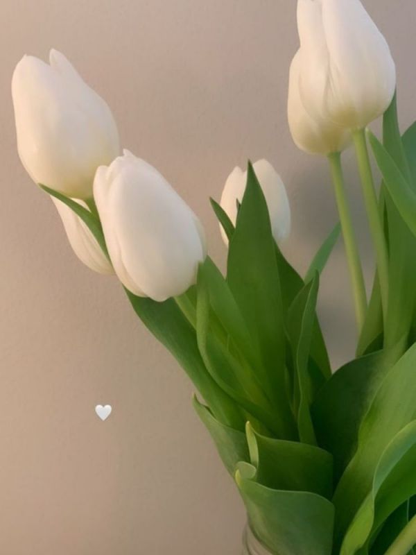 Những hình nền điện thoại hoa tulip màu trắng - Hình số 9