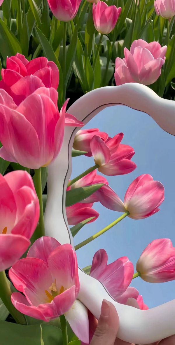 Những hình nền điện thoại hoa tulip chill - Hình số 1
