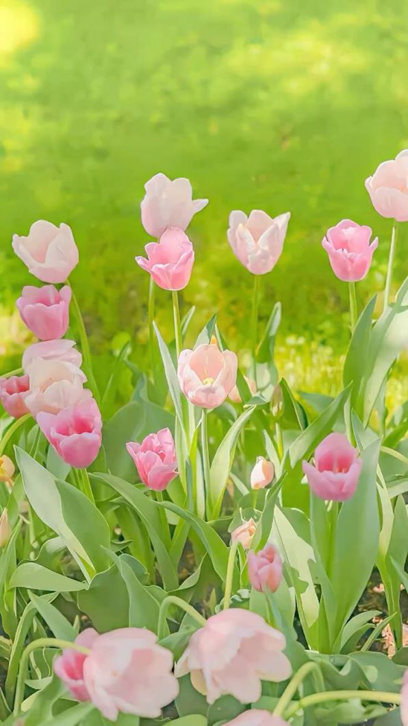 Những hình nền điện thoại hoa tulip chill - Hình số 10