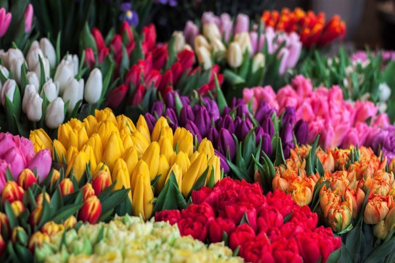 Những hình nền hoa tulip chill - Hình số 9