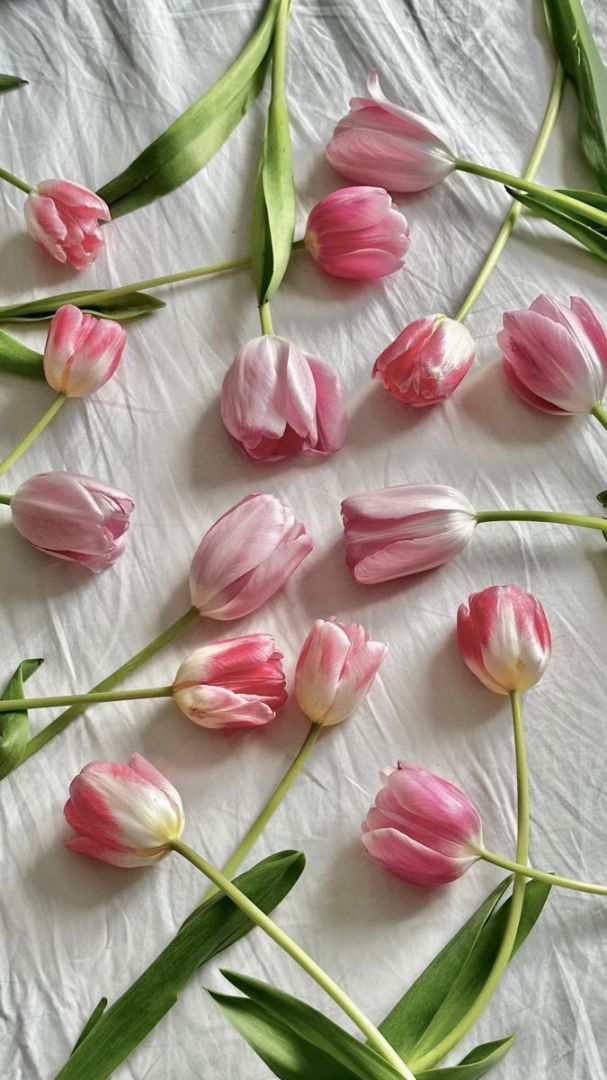 Những hình nền điện thoại hoa tulip chill - Hình số 3