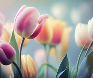 Những hình nền hoa tulip chill - Hình số 3