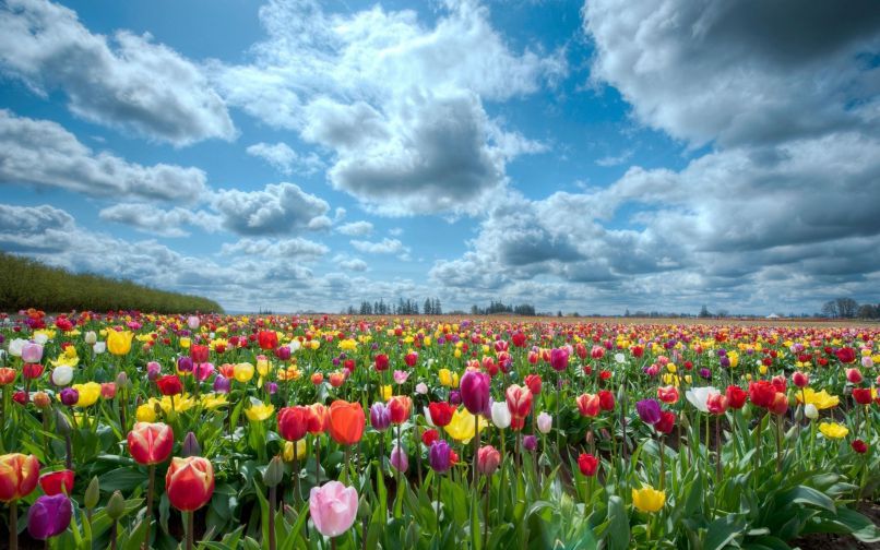 Những hình nền hoa tulip chill - Hình số 4