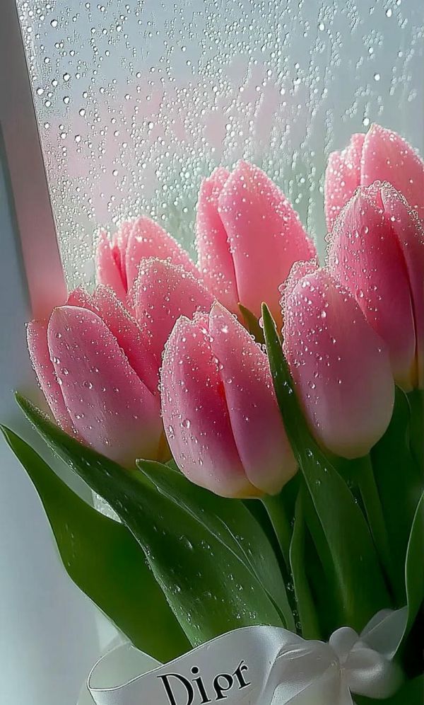 Những hình nền điện thoại hoa tulip chill - Hình số 5