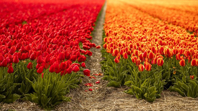 Những hình nền hoa tulip chill - Hình số 5