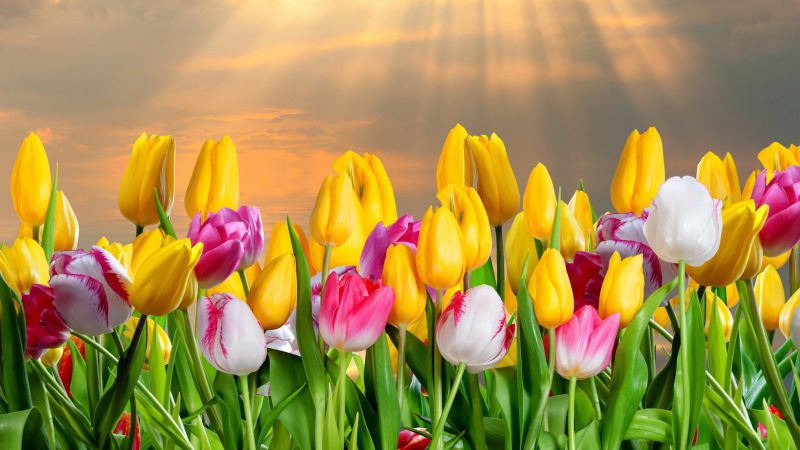 Những hình nền hoa tulip chill - Hình số 10