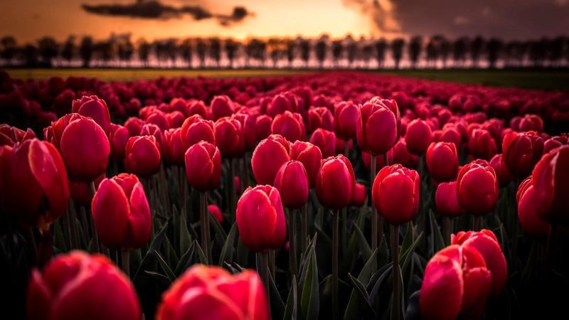 Những hình nền hoa tulip chill - Hình số 6