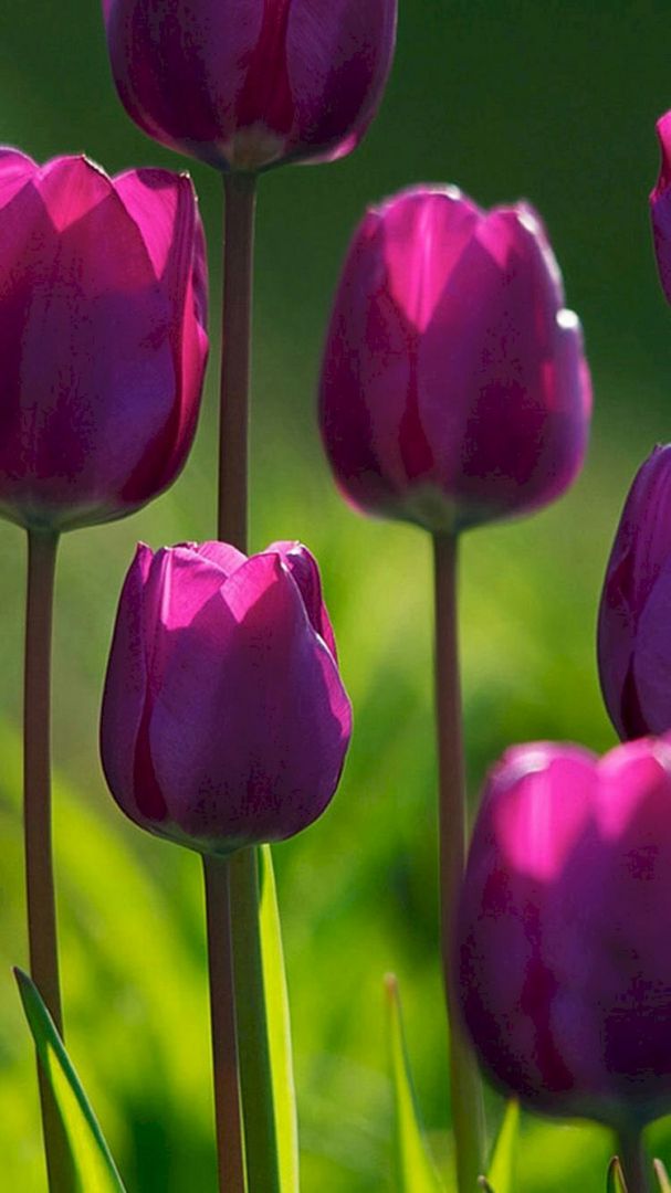 Những hình nền điện thoại hoa tulip chill - Hình số 8