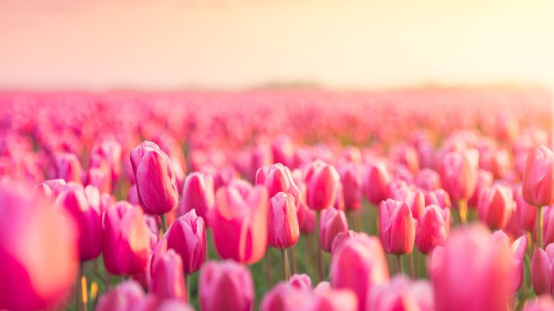 Những hình nền hoa tulip chill - Hình số 7