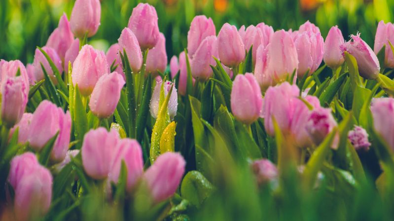 Những hình nền hoa tulip chill - Hình số 8