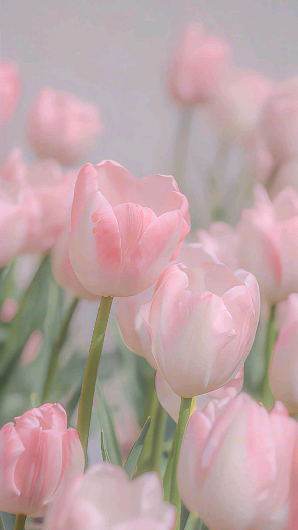 Những hình nền điện thoại hoa tulip cute - Hình số 2