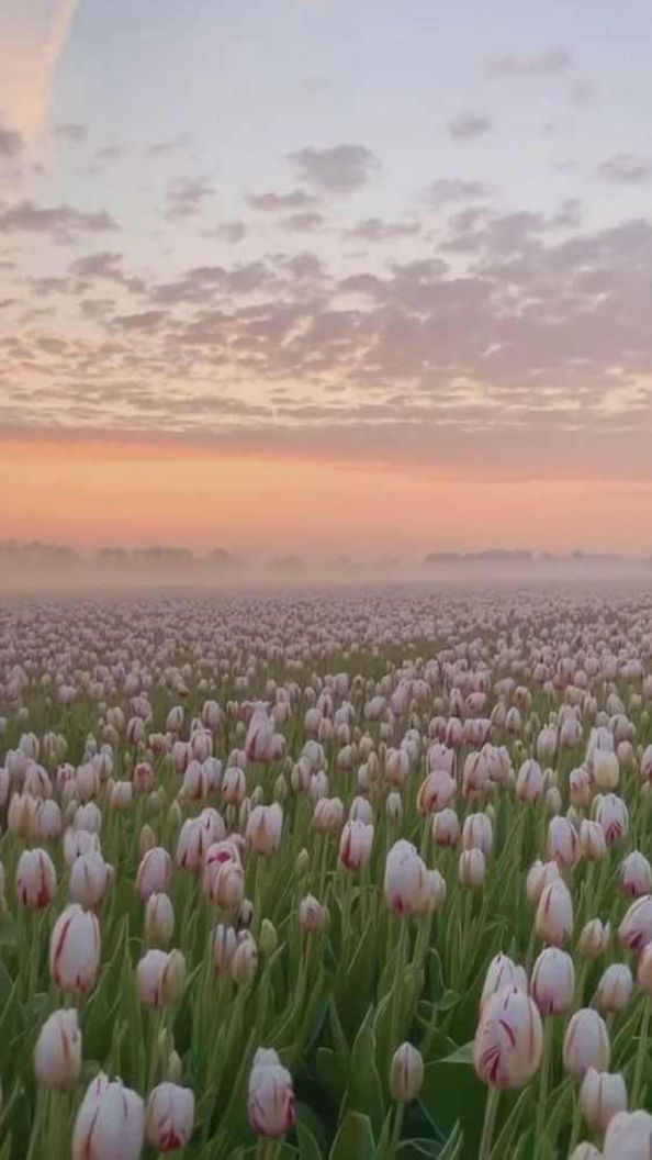 Những hình nền điện thoại hoa tulip cute - Hình số 3